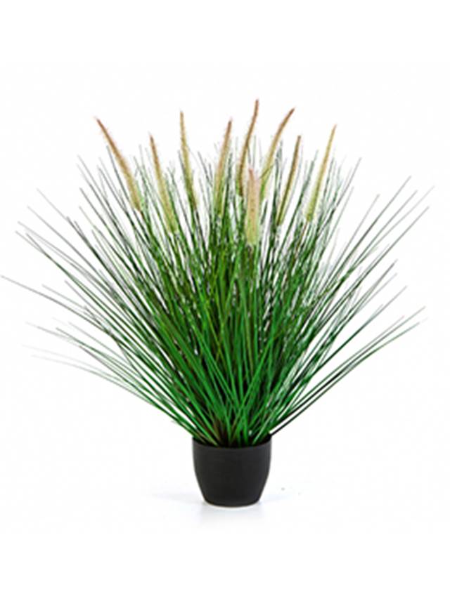 Grass Pennisetum woodside Image