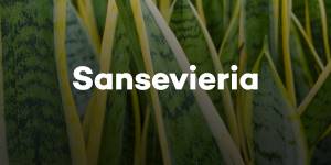Sansevieria